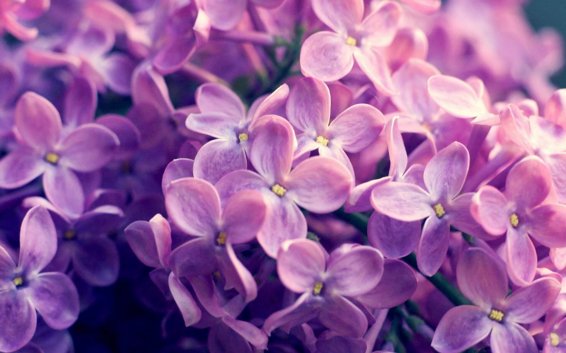 火箭遭遇连败,詹姆斯轰++仍力挽狂澜,詹姆斯对火箭盖帽集锦