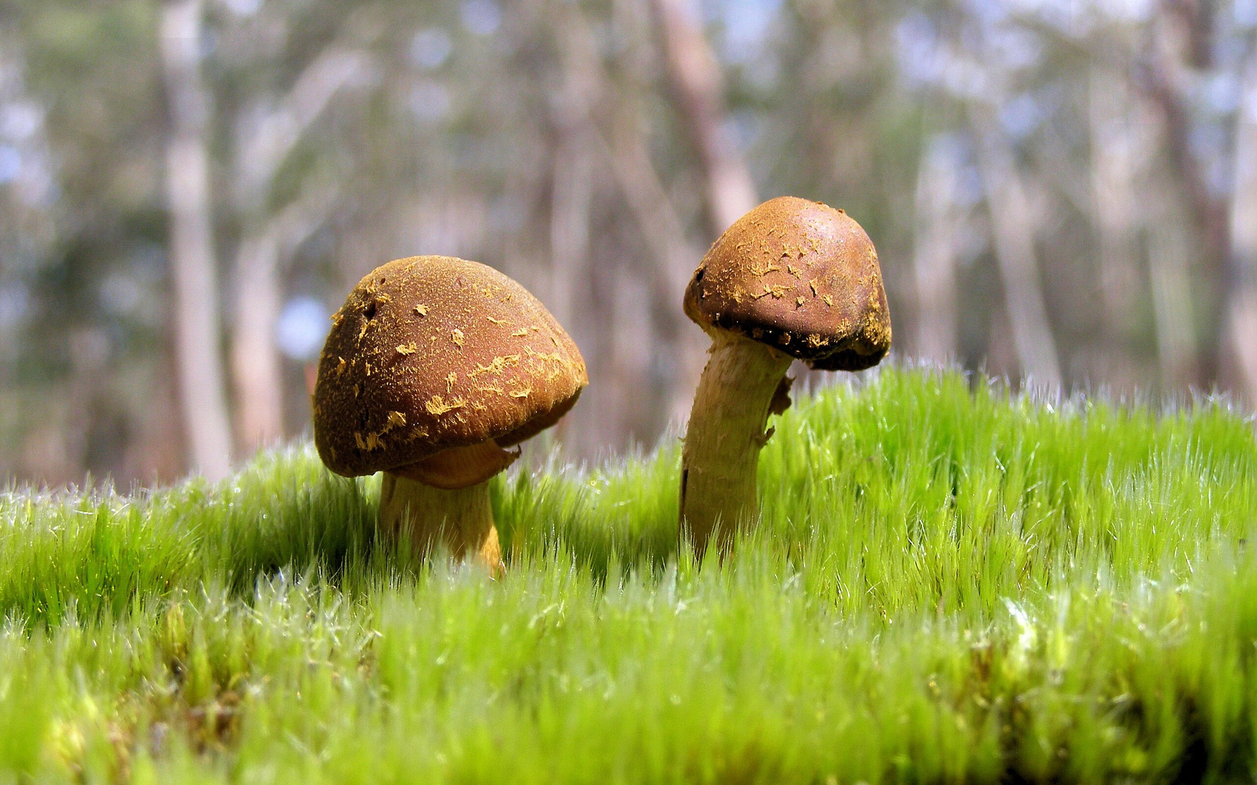 中小学体育教学融入急救技能训练内容,中小学体育教学融入急救技能训练内容是什么