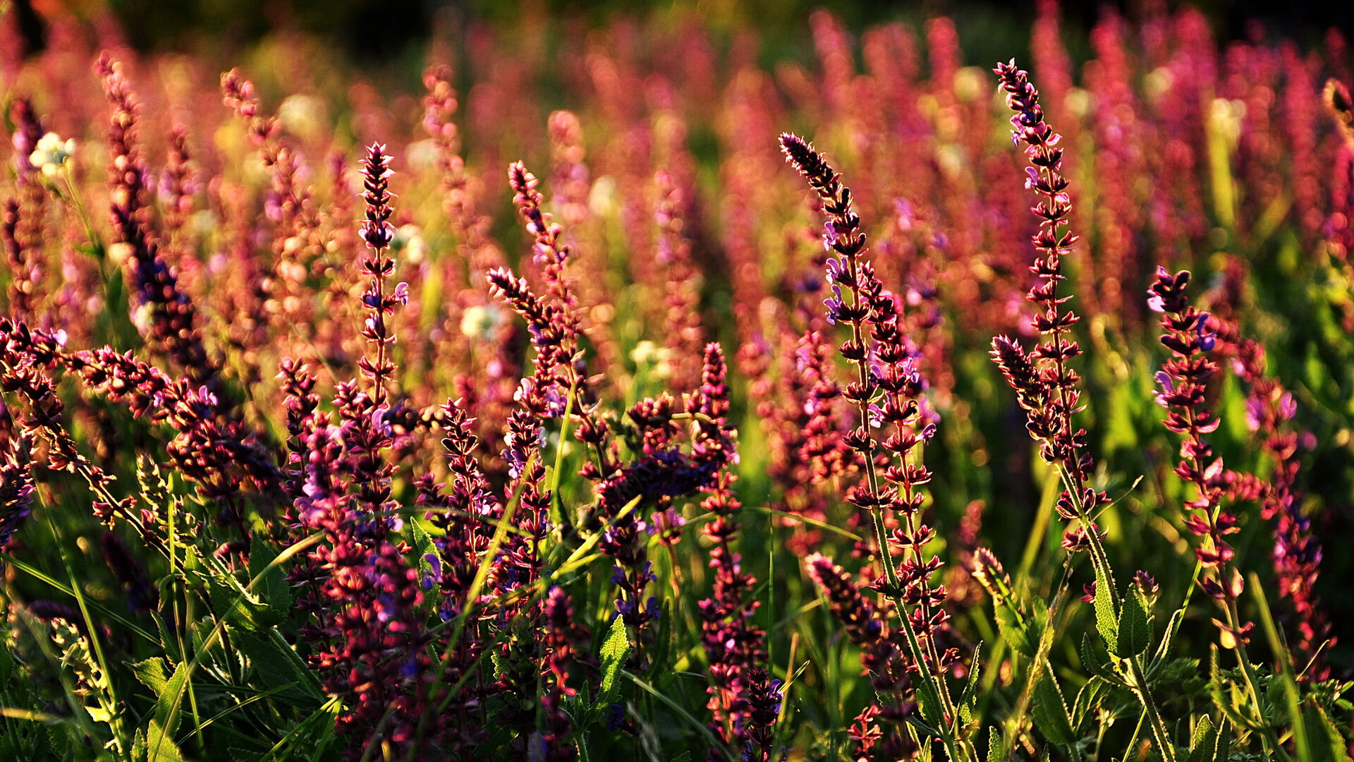 南极洲首次参加国际足球友谊赛，体育合作迈出新步伐，南极洲赛区